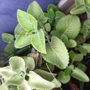 Mexican Mint Recipe: 11 Powerful Ways to Create a Healing, Flavorful Dish at Home